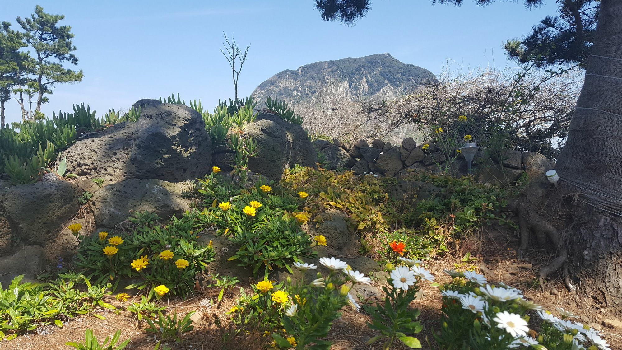 Wind Jeju Cafe & Pension Сеогвипо Екстериор снимка
