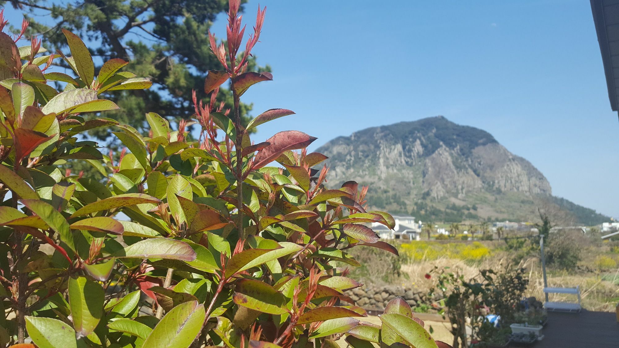 Wind Jeju Cafe & Pension Сеогвипо Екстериор снимка