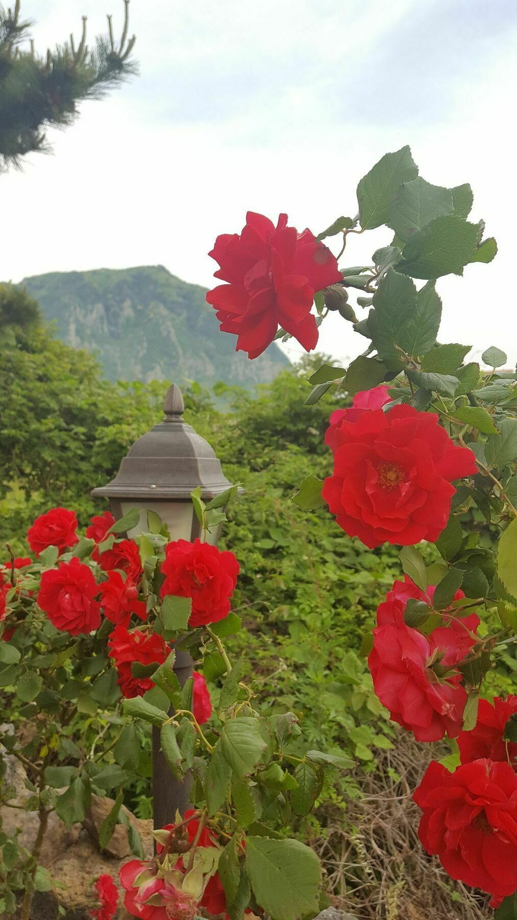 Wind Jeju Cafe & Pension Сеогвипо Екстериор снимка